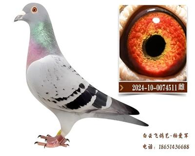 双卡普家族11号