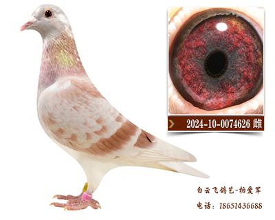 红色王朝家族4号