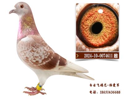 红色王朝家族10号