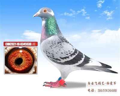 红色王朝家族7号