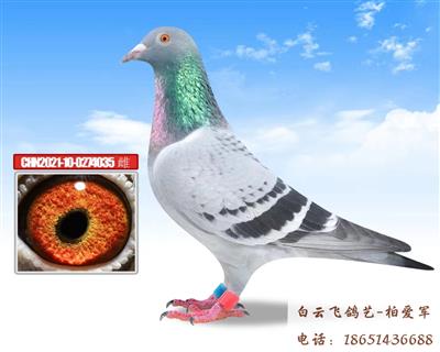 红色王朝家族8号