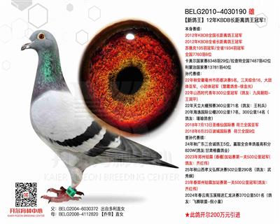 【新鸽王】KBDB长距离鸽王冠军