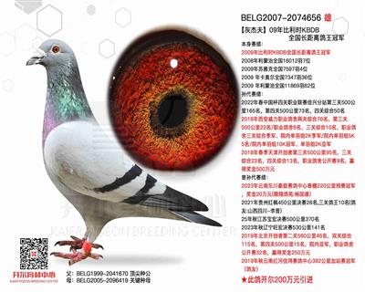 【灰杰夫】KBDB全国长距鸽王冠军