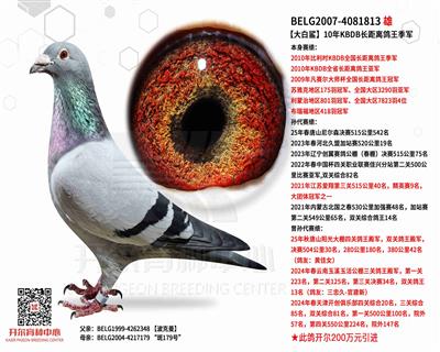 【大白鲨】KBDB长距离鸽王季军