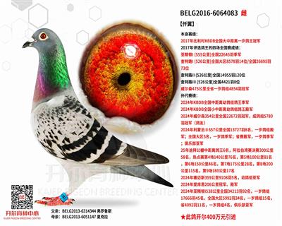 【仟翼】17年比利时全国大中距离鸽王冠军