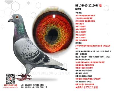 【丹尼】KBDB全国速度鸽王冠军