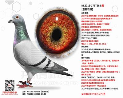 【灰钻石雌】17年KWH全国短距离冠军