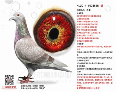 【英雄】2016年全国长距离鸽王亚军