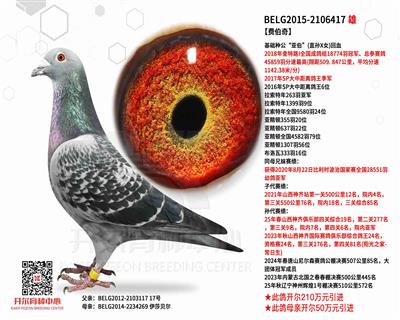 【费伯奇】查特路I全国成鸽组冠军