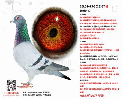 【新伟大号】PIPA排行榜长距离鸽王冠军