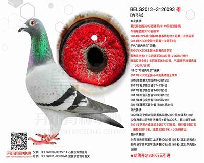 【内马尔】比利时长距离一岁鸽亚军