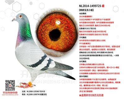 【杨欧瓦克小姐】2015年震撼赛将！