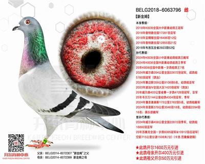 【新金姆】KBDB全国大中距离幼鸽王冠军