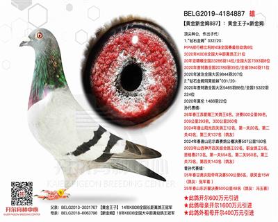 【新金姆】直子—黄金新金姆887