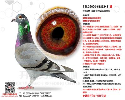 灰奇迹：亚精顿23286羽季军