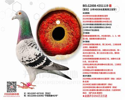 【爱克】：10年KBDB长距离鸽王冠军！