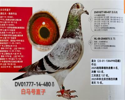 白马480
