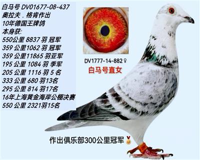 白马882
