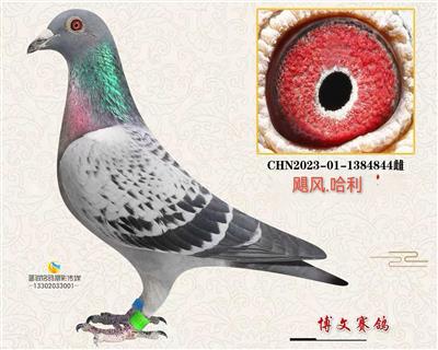 新金母44