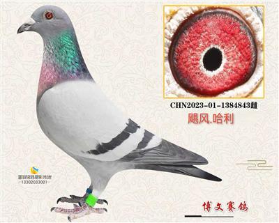 灰金母43
