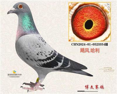 鸽王47