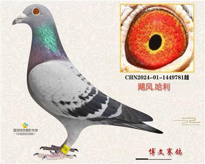 81雌