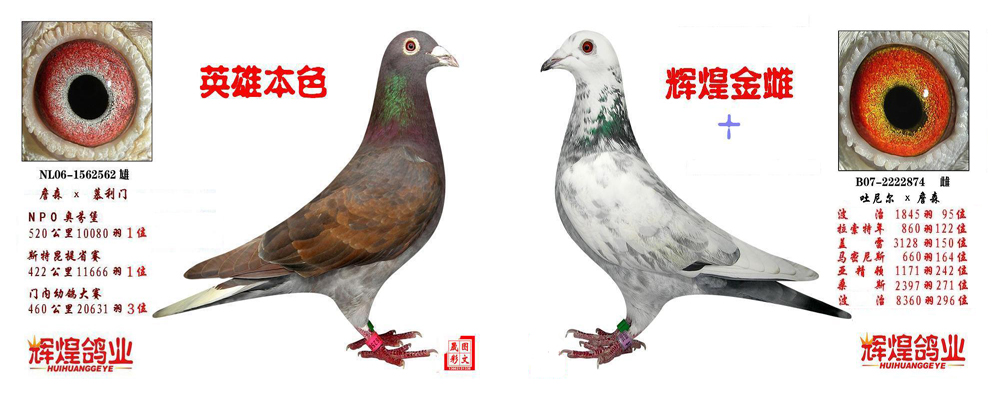 白雪公主_辉煌国际赛鸽交流中心_ag188.com爱鸽商城_中国信鸽信息网
