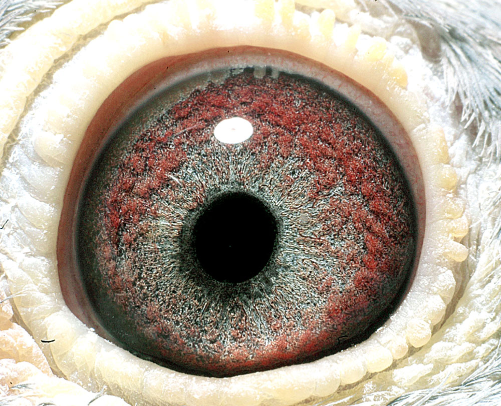 爱亚卡普大铭鸽"自由斗士"外孙女(已售)