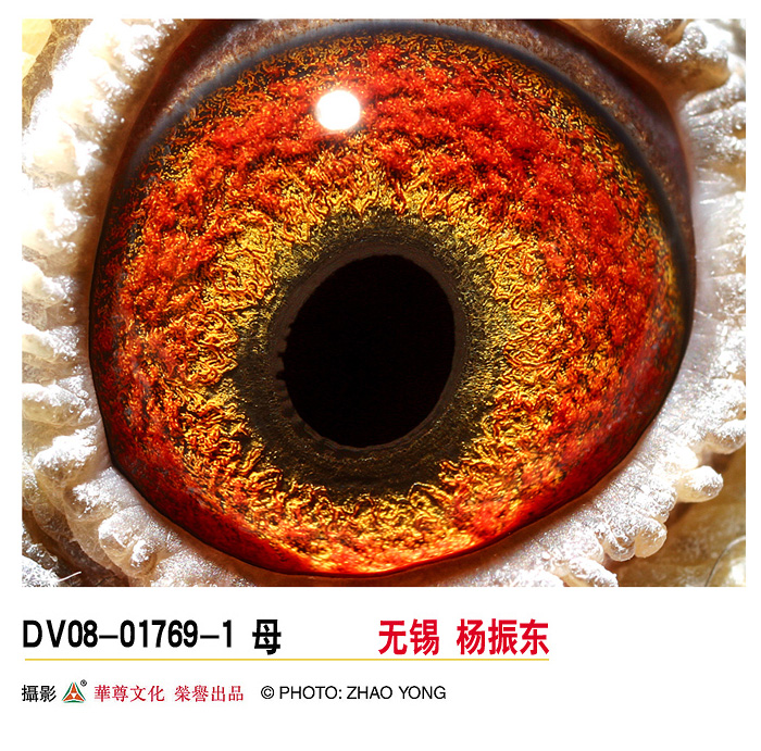 6-十全十美-世一金鸽-中信网爱鸽商城