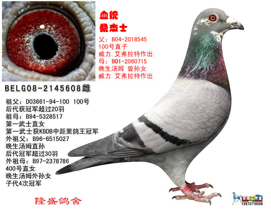桑杰士汤姆608已售