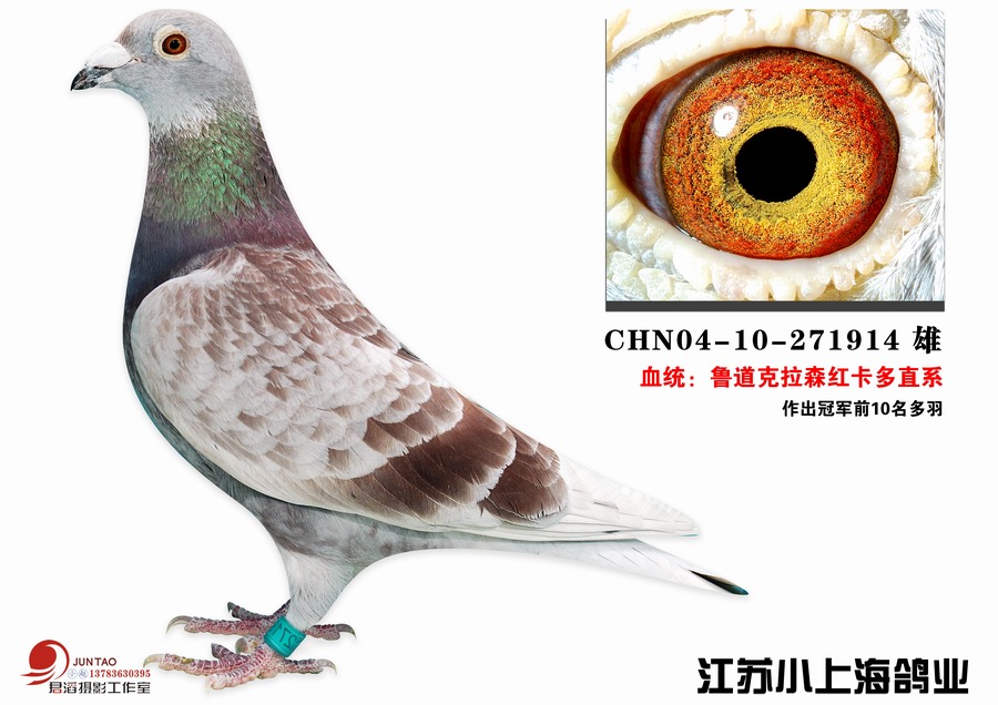 鲁道克拉森红卡多直系