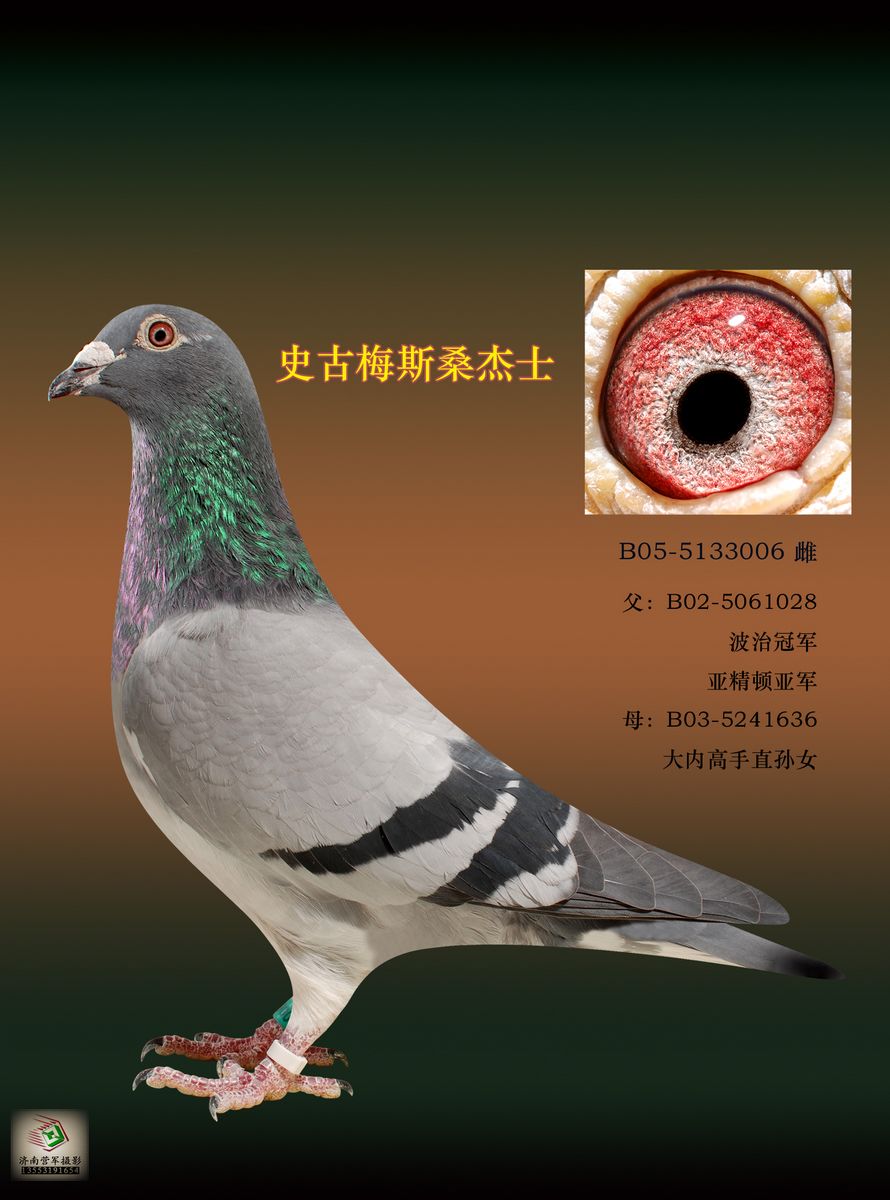 史古梅斯桑杰士_济南营军摄影_ ag188.com爱鸽商城_中国信鸽信息网