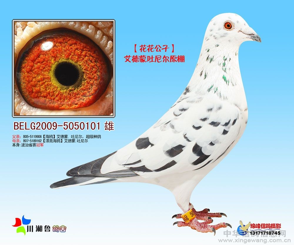 花花公子_川湘鲁鸽业-中信网爱鸽商城