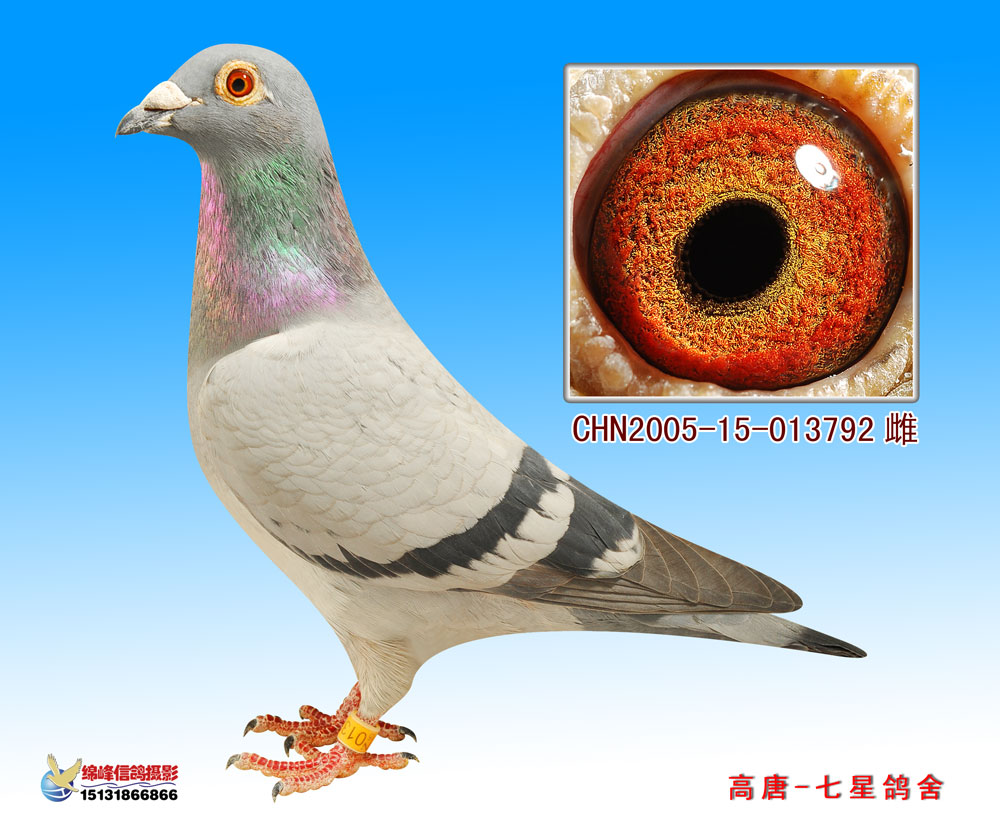 麦克斯792(七星麦克斯直女)_山东七星鸽舍_ag188.com爱鸽商城_中信网