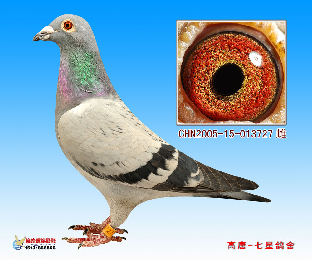 麦克斯727(七星麦克斯直女)_山东七星鸽舍_ag188.com爱鸽商城_中信网