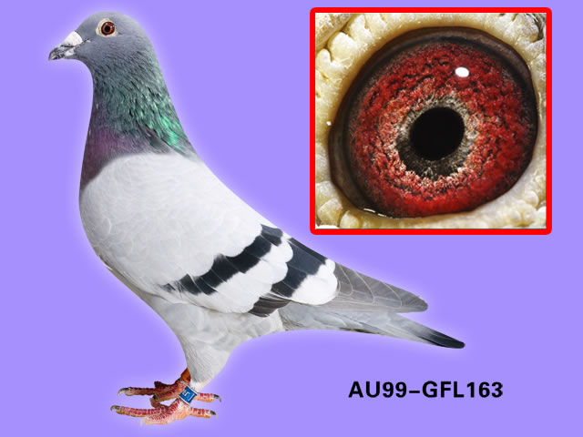 甘纳斯系人 气:70447次血 统:总统号系鸽友通:详细介绍au99-gf