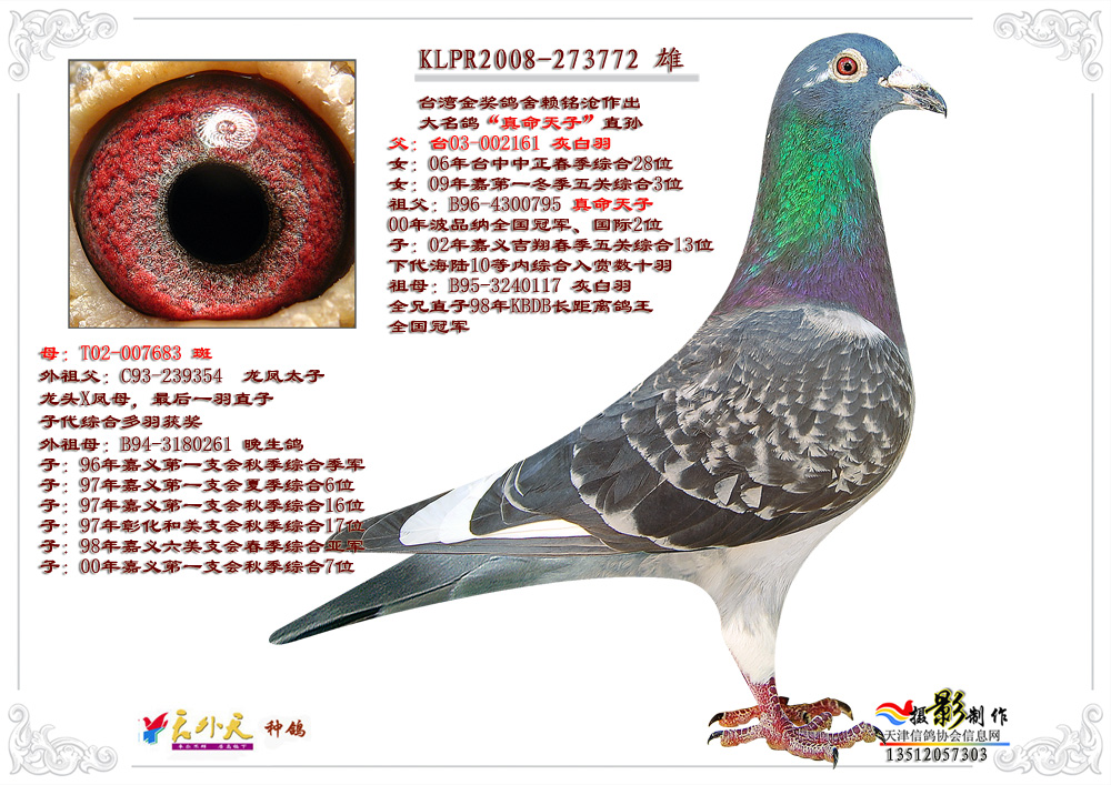天津天外天种鸽舍