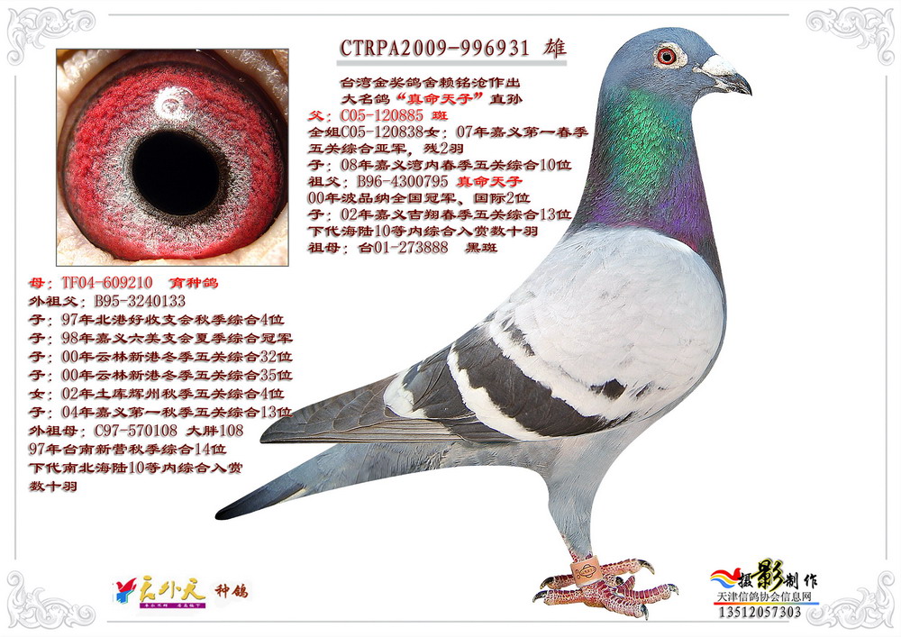 气:2870次血 统:金奖鸽舍鸽友通:详细介绍台湾金奖鸽舍赖铭沧作