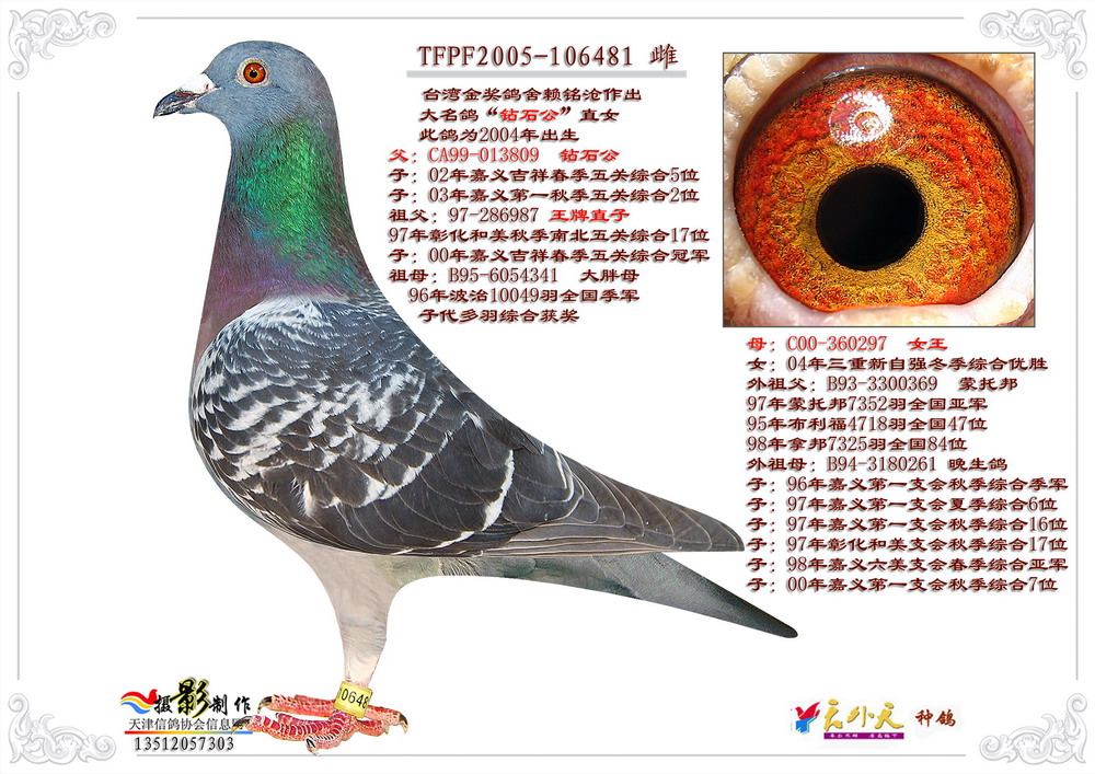 钻石公直女_天津天外天种鸽舍_ag188.com爱鸽商城_中信网
