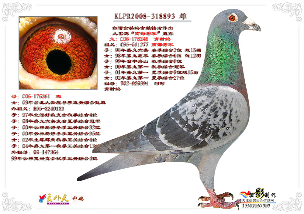 南海将军直孙_天津天外天种鸽舍_ag188.com爱鸽商城_中国信鸽信息网