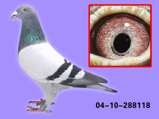 com爱鸽商城_中国信鸽信息网