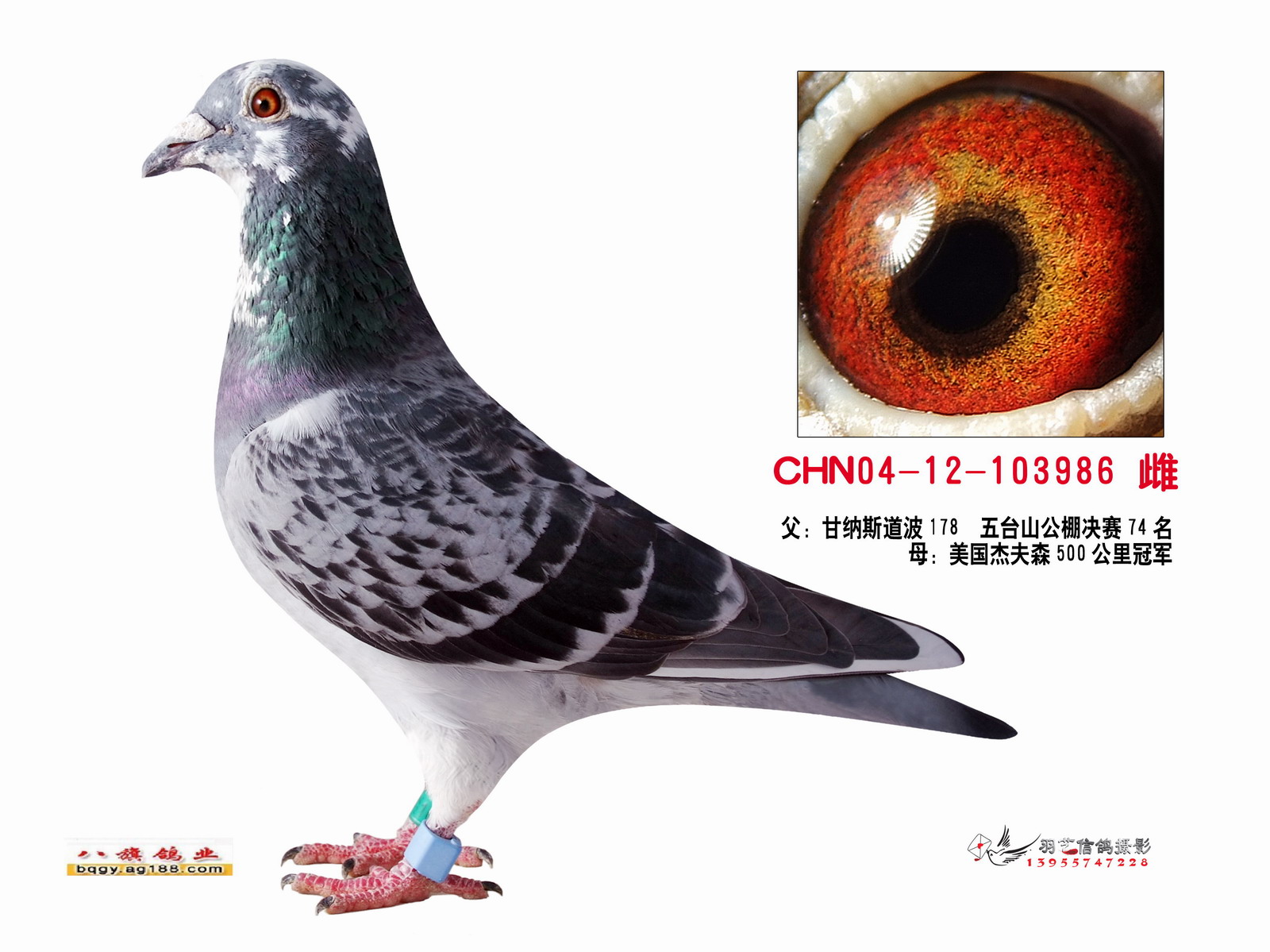 甘纳斯·道波178(已售)