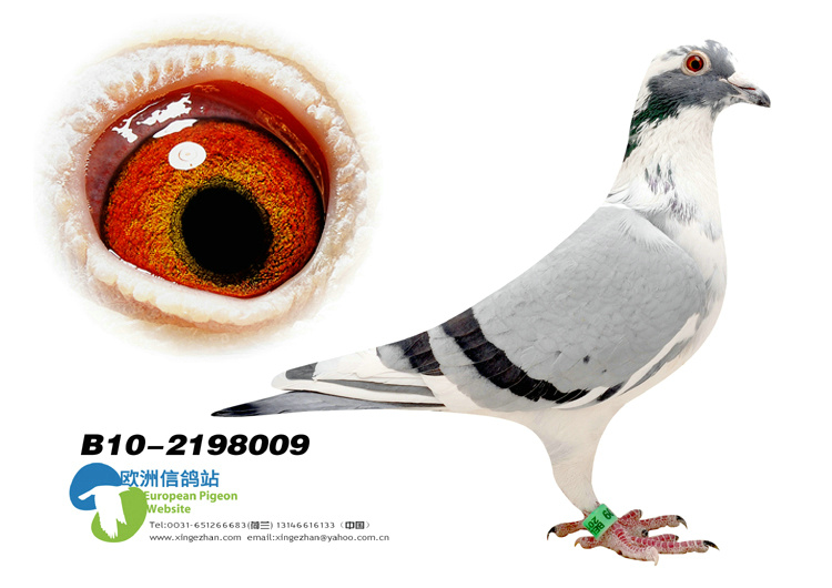 纯桑杰士-晚生汤姆狼狗第一武士近血