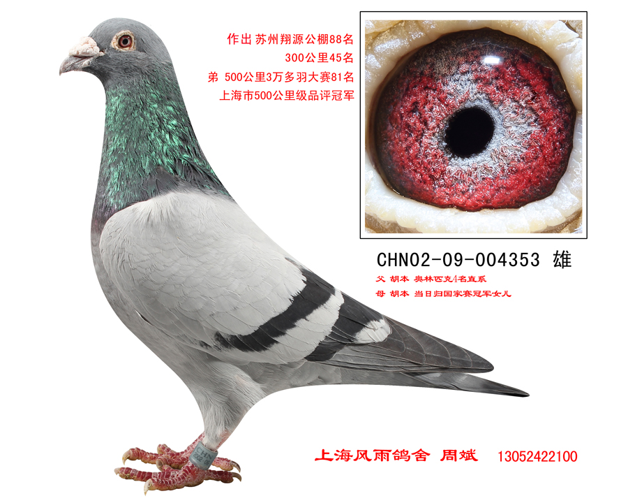 录:胡本血系人 气:4947次血 统:胡本鸽友通:详细介绍胡本大铭鸽索尼号