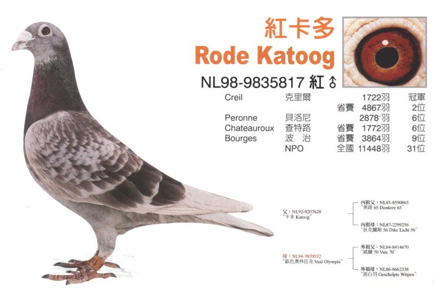 红卡多信鸽的特点图片图片