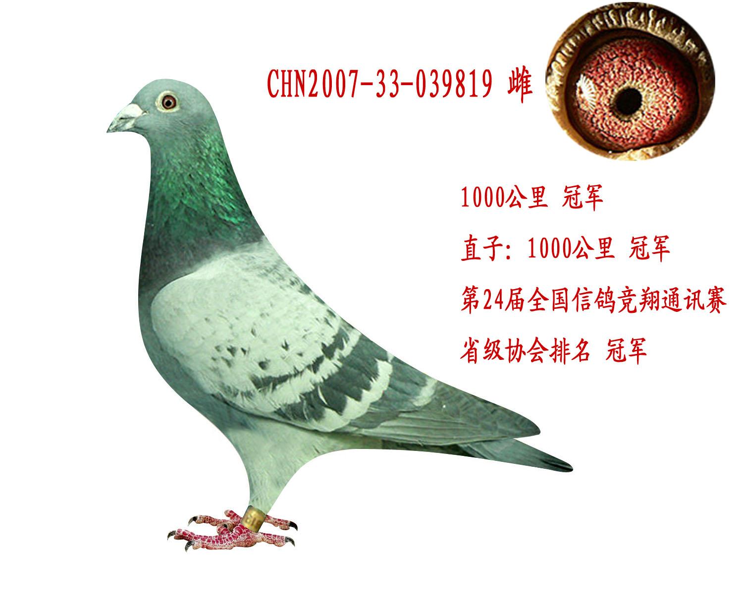 1000公里总冠军_飞冠鸽苑_ ag188.com爱鸽商城_中国信鸽信息网