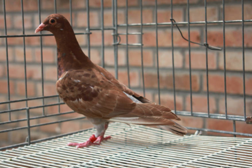 精品火凤凰幼鸽