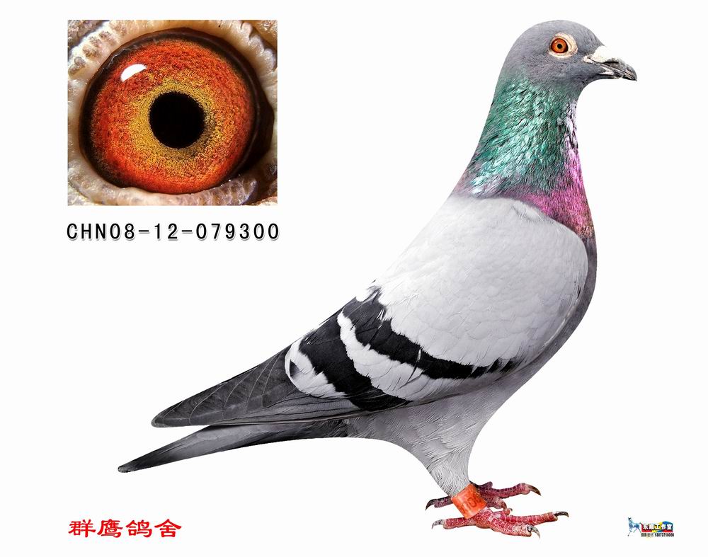 群鹰闪电300 桑杰士本舍特留种鸽 已售_中国群鹰_ ag188.