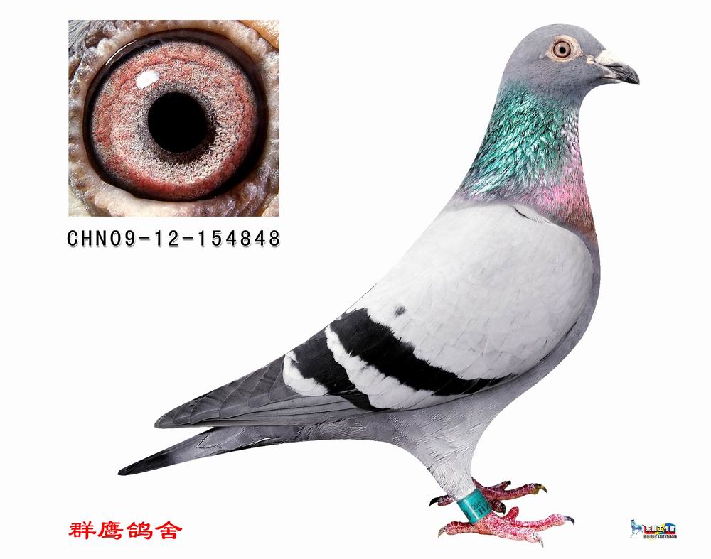 闪电848:桑杰士本舍特留种鸽_中国群鹰_ag188.