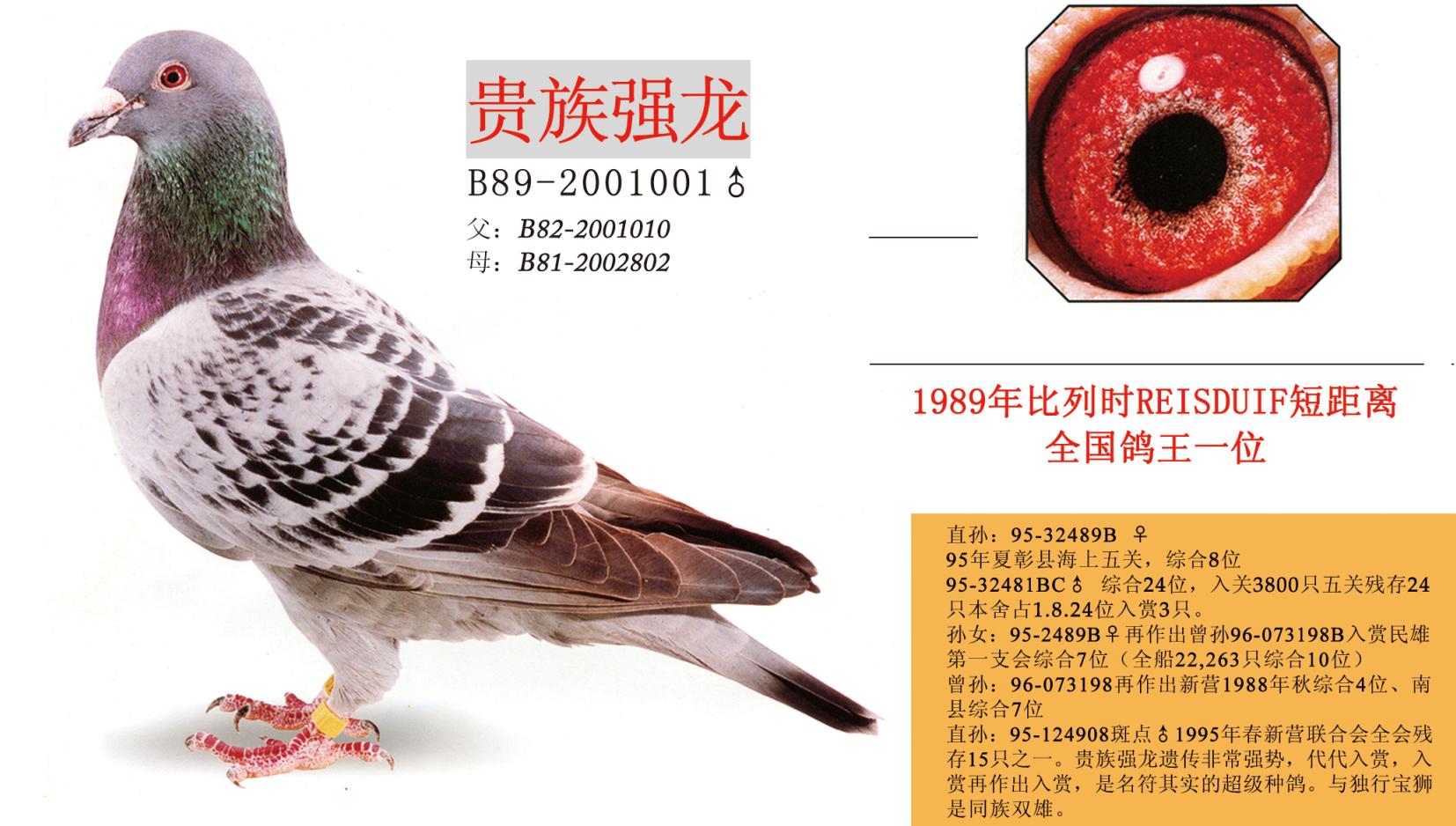 贵族强龙-台湾黄肆炯桑杰士-中信网爱鸽商城